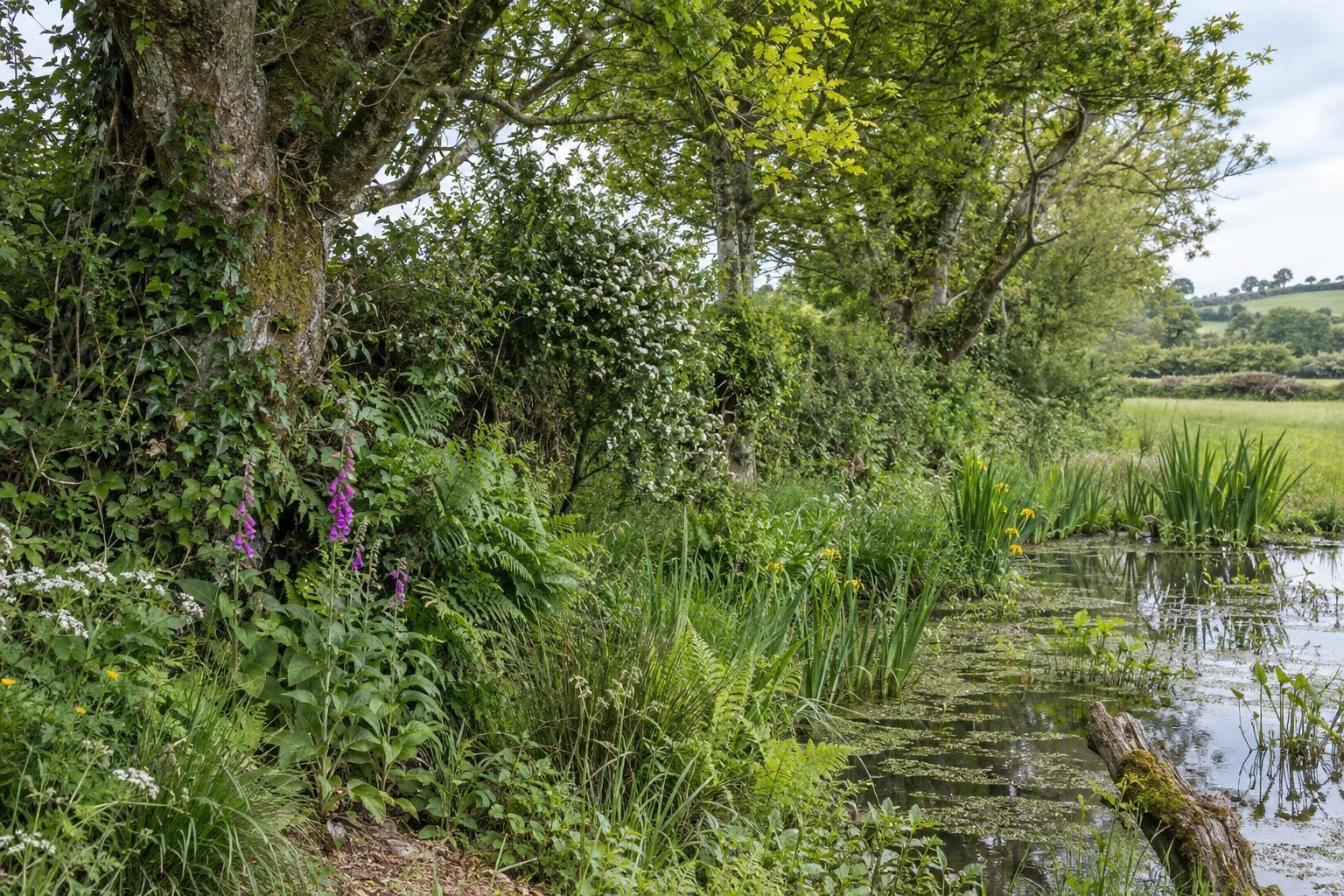 Une haie composée de plusieurs strates végétales rejoint une mare bordée de plantes dans une campagne française