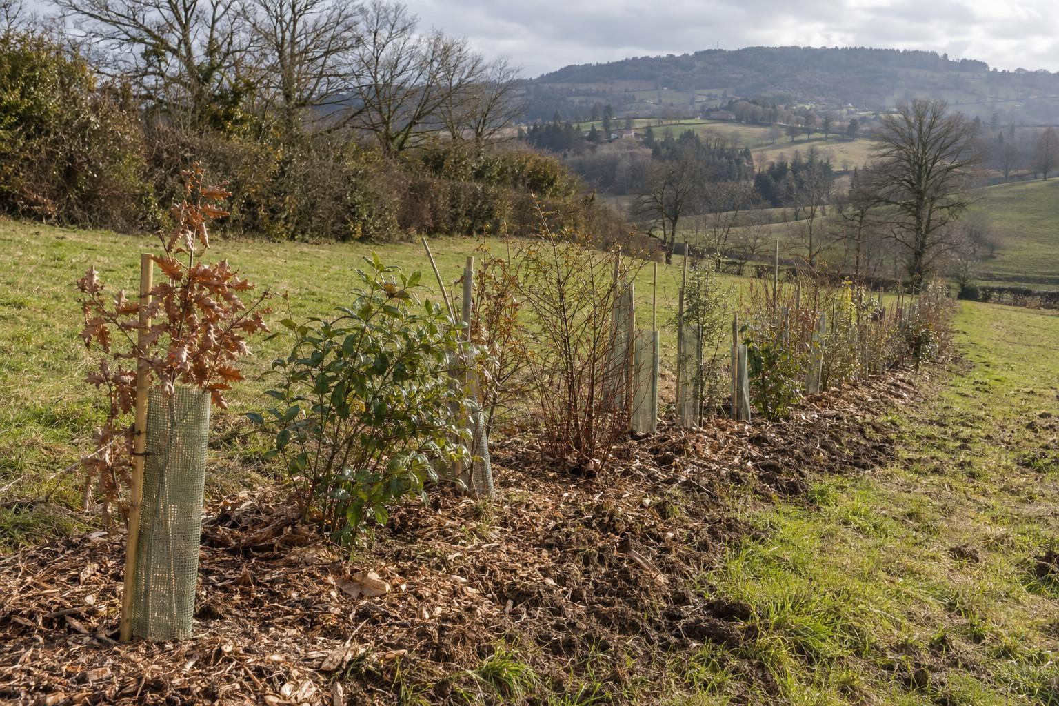 Jeunes arbustes de haie protégés et paillés dans un pâturage vallonné du Pilat
