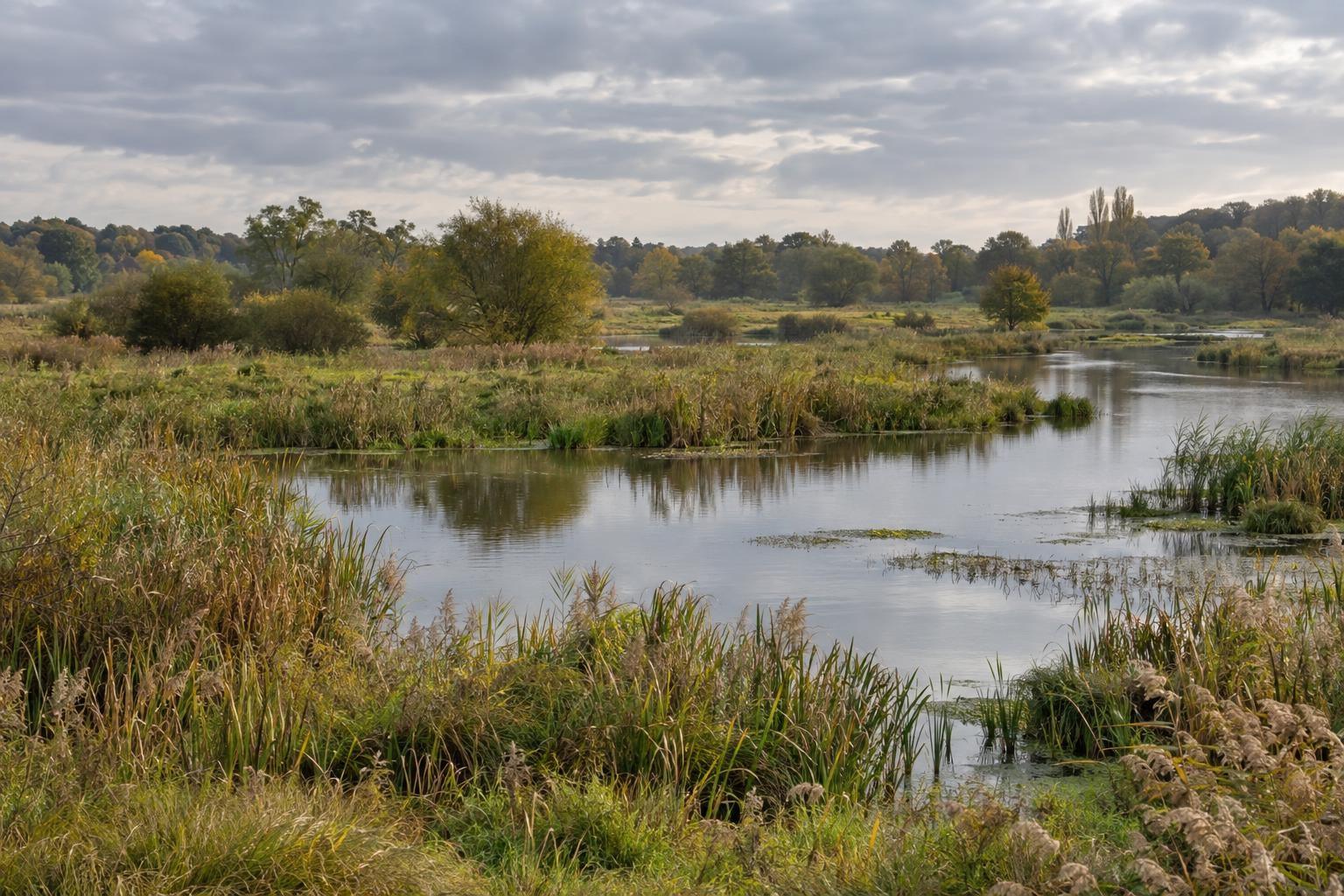 Vue panoramique d’un marais avec des zones d’eau libre et des roselières