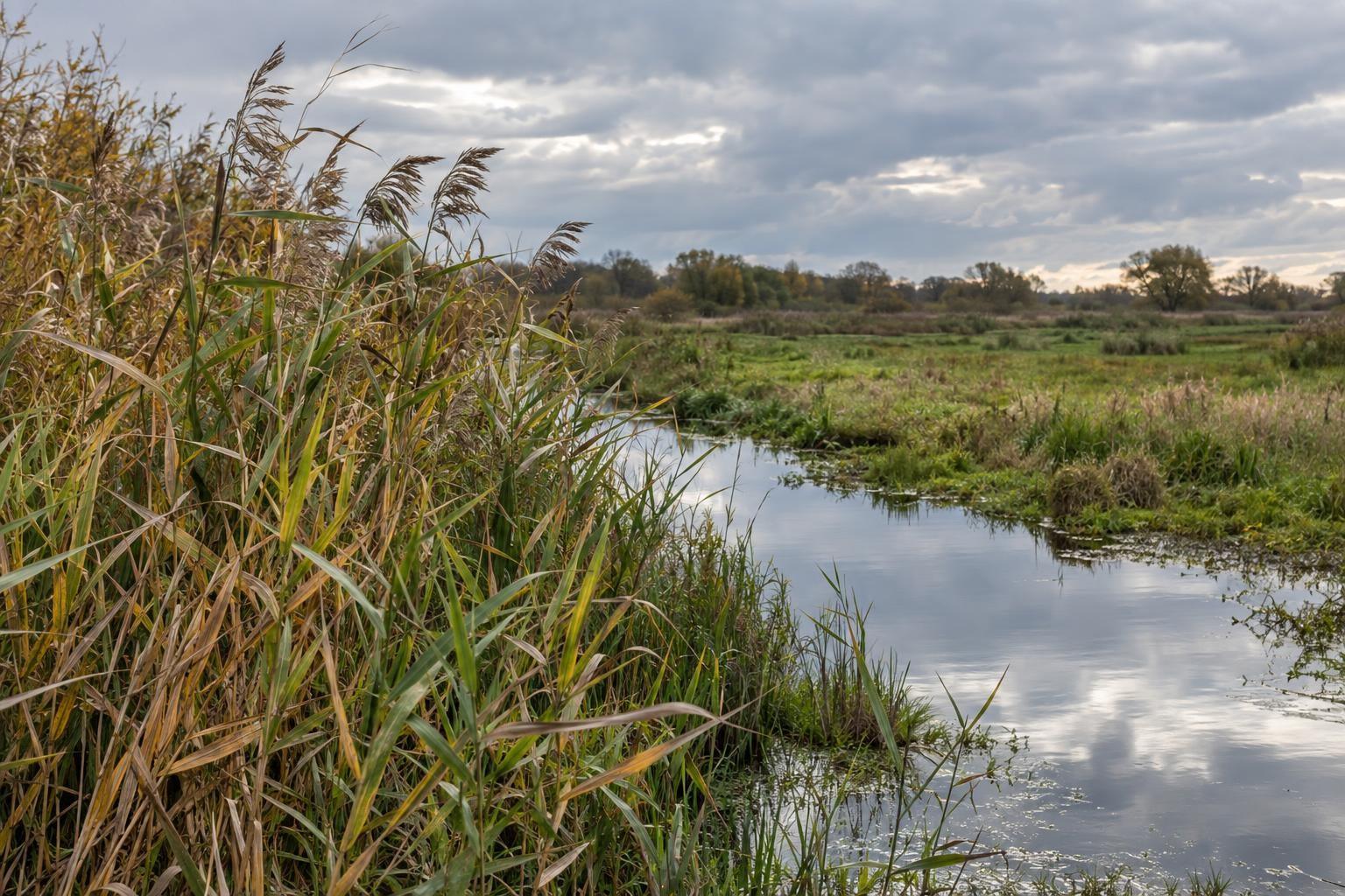 Roselières, prairie humide et chenal d’eau dans un paysage de marais