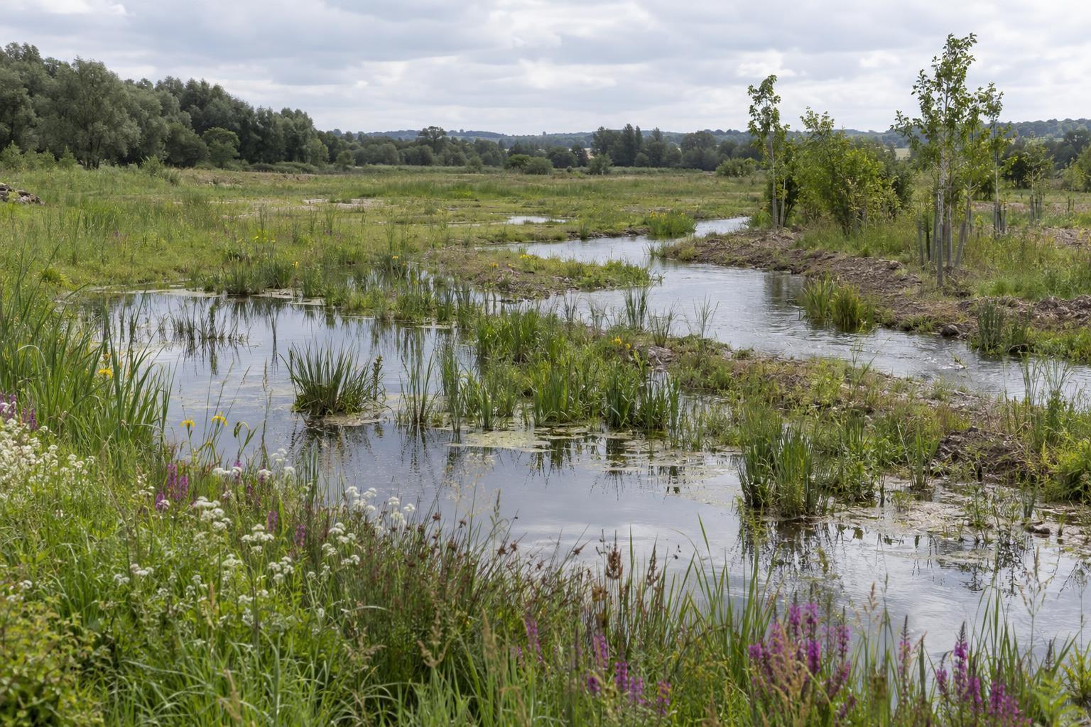 Mare, végétation de zone humide et jeunes arbres, illustration d’un projet de restauration écologique