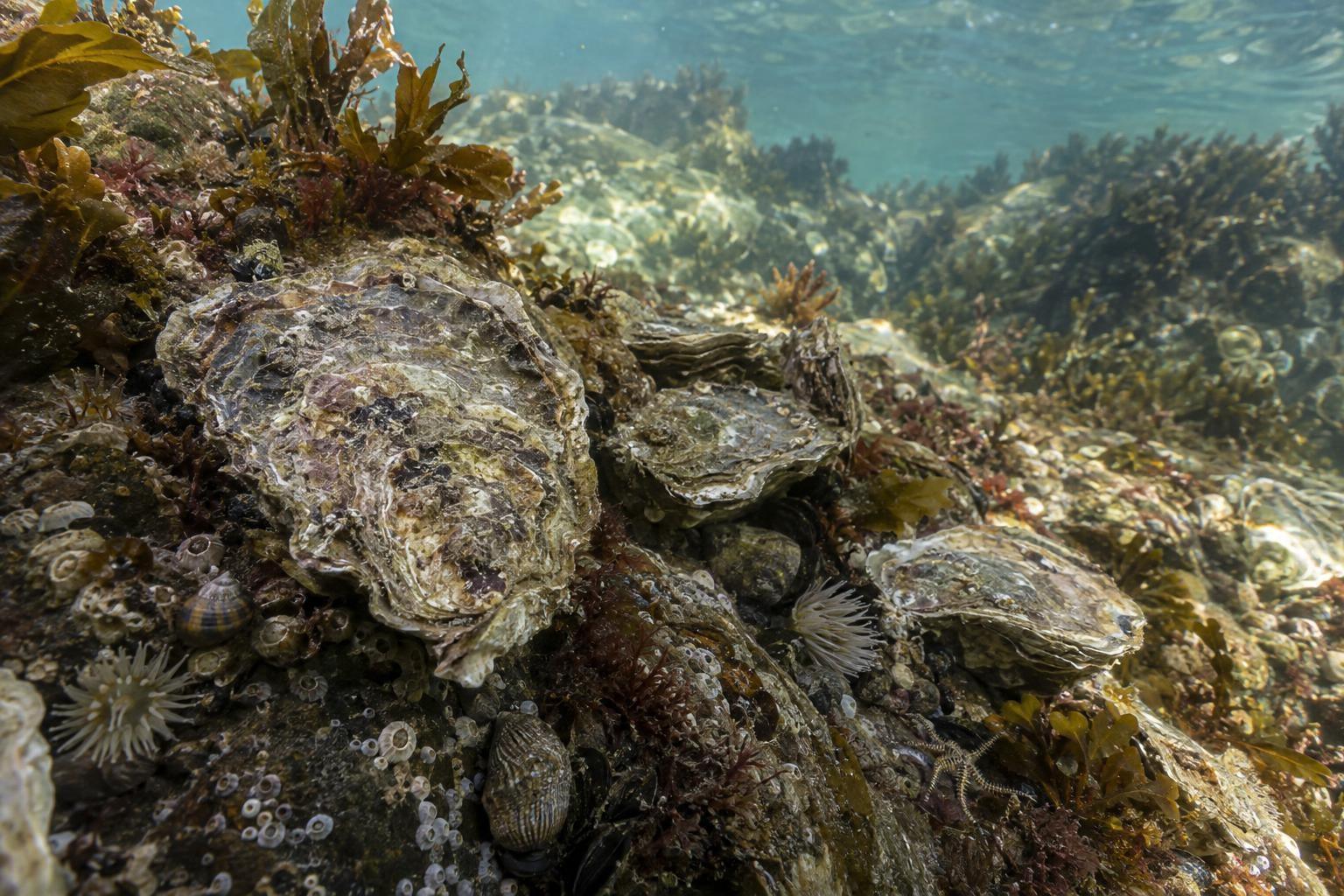Huîtres plates européennes installées sur le fond marin parmi les algues et les organismes benthiques