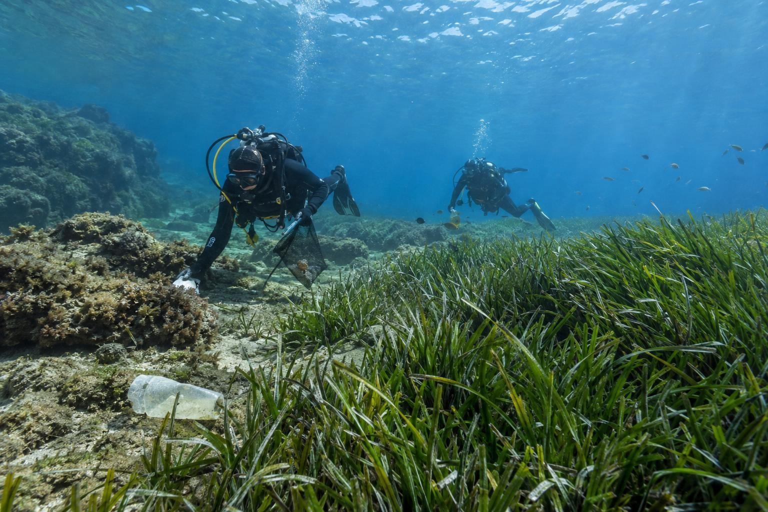 Des plongeurs observent un herbier de Posidonie sans arracher les plantes