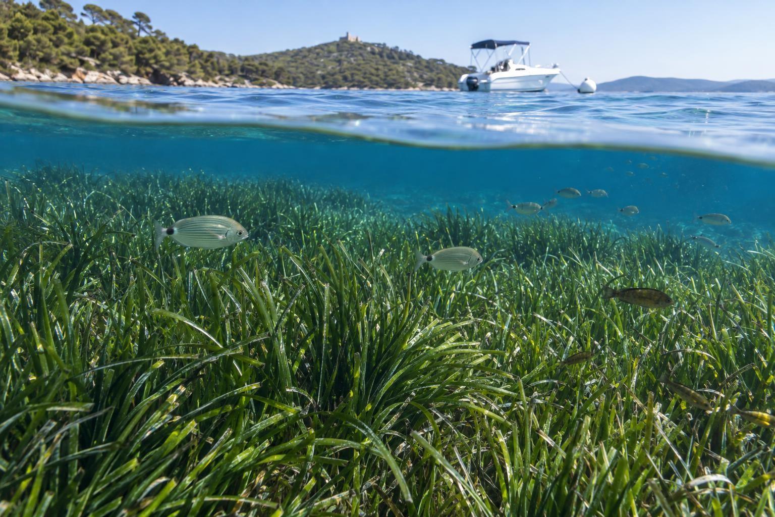 Herbier de Posidonie sous les eaux claires de Porquerolles, avec un bateau au mouillage au loin