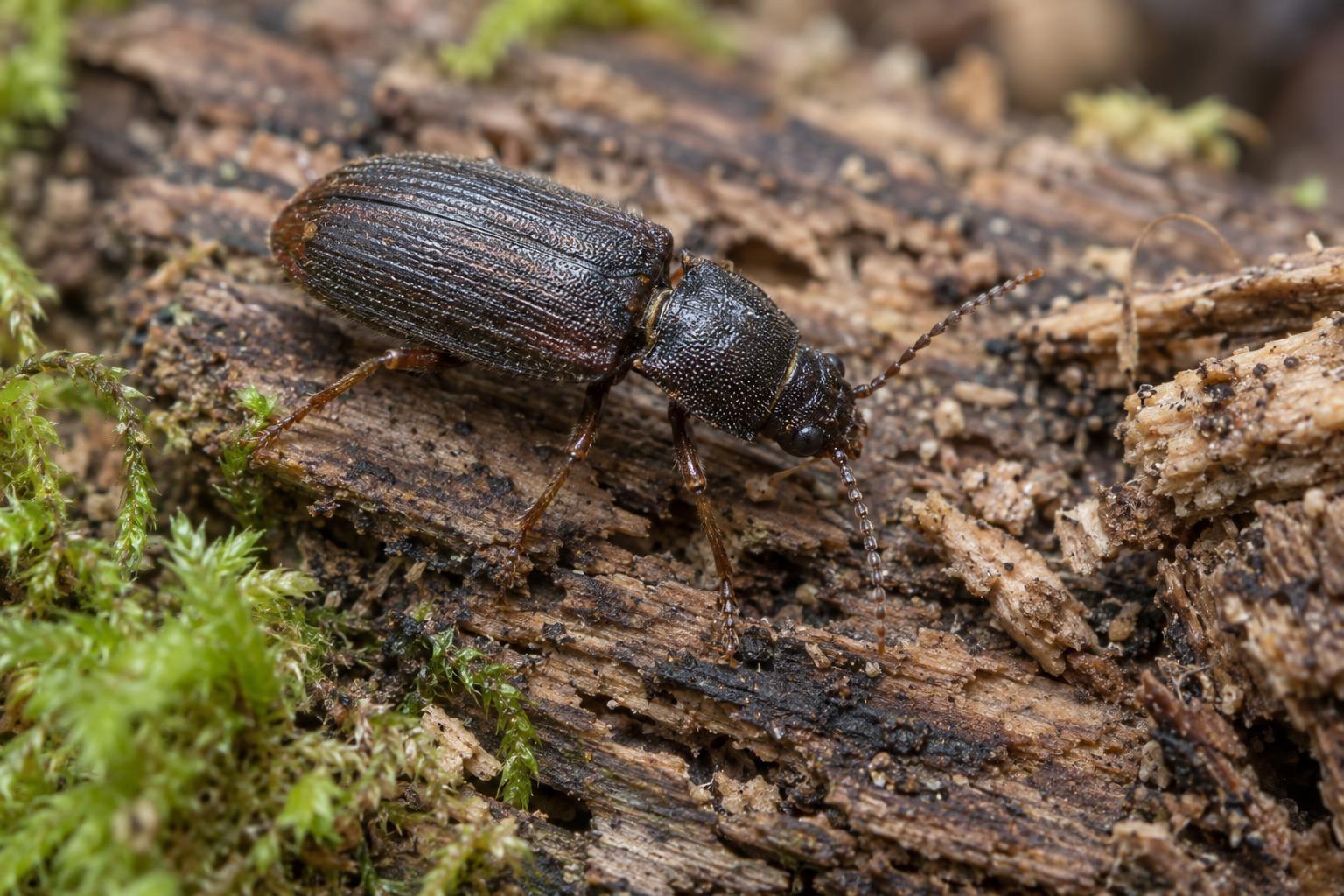 Coléoptère saproxylique sur du bois en décomposition, un habitat forestier spécialisé