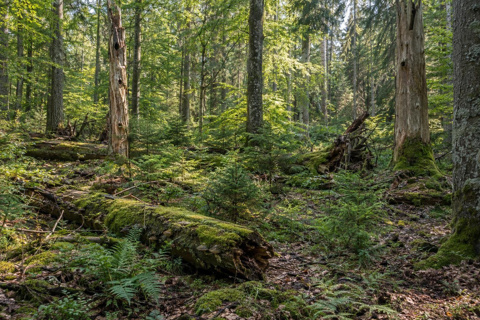 Forêt laissée en évolution naturelle avec des arbres âgés et des troncs au sol
